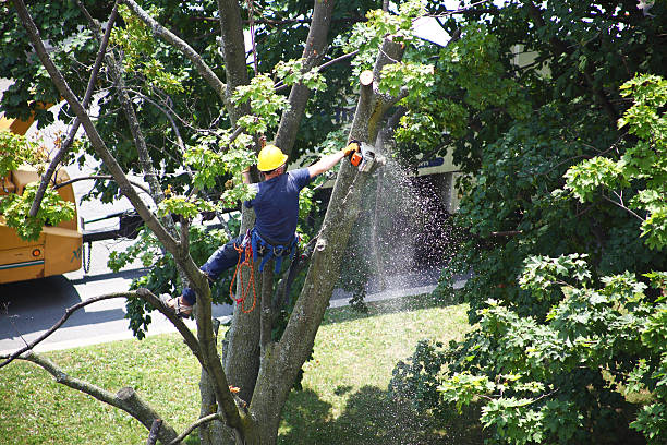 Best Commercial Tree Services  in Haskell, AR